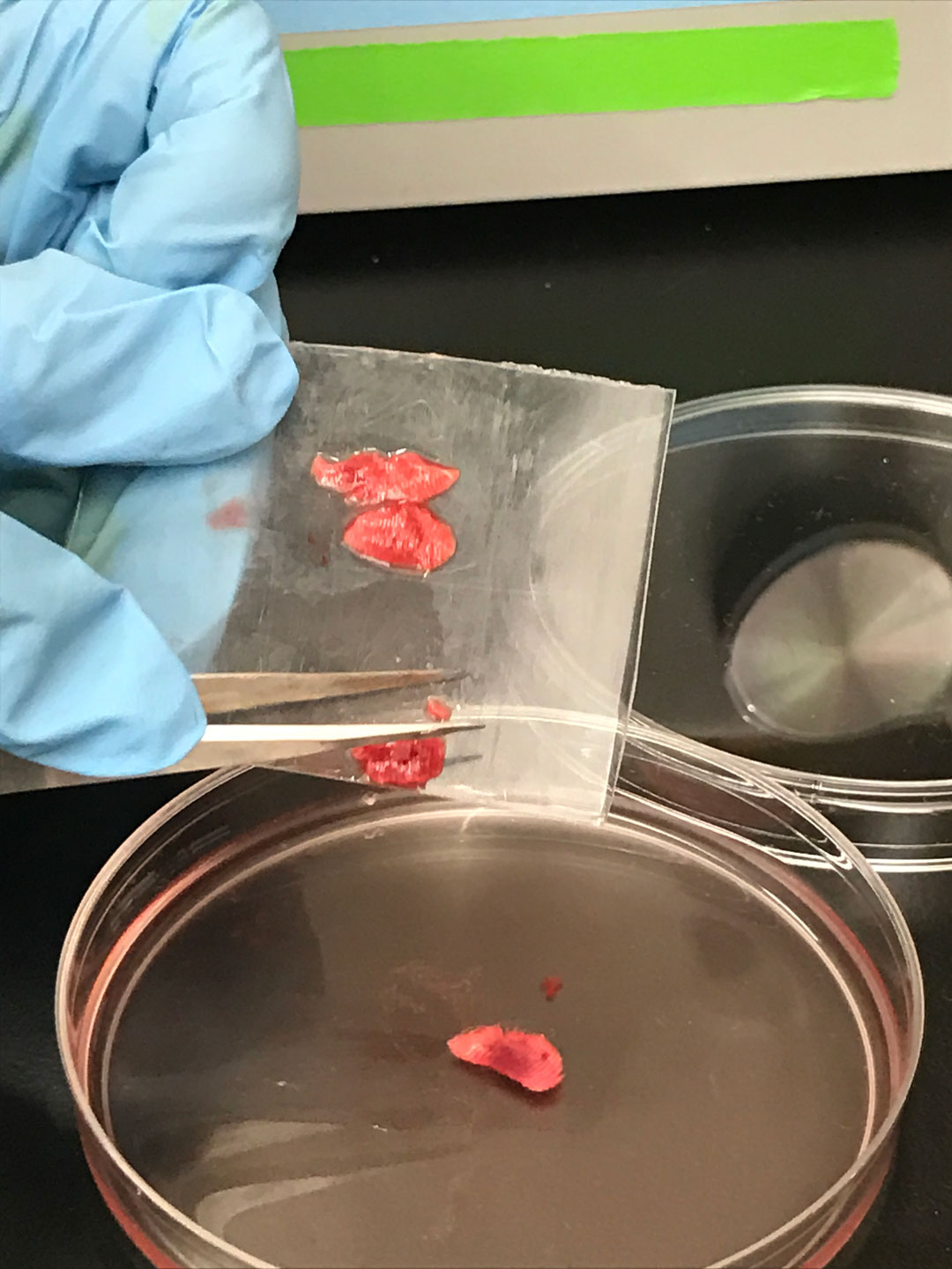 Mouse-lung-slices